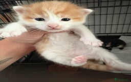 Mixed Breed cats for sale: Gorgeous ginger n mixed colour kittens - Image 17