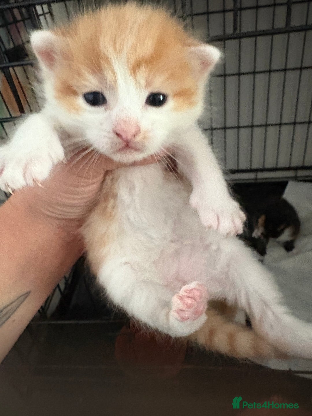 Mixed Breed cats for sale: Gorgeous ginger n mixed colour kittens - Image 17