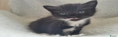 Mixed Breed Kitten 2