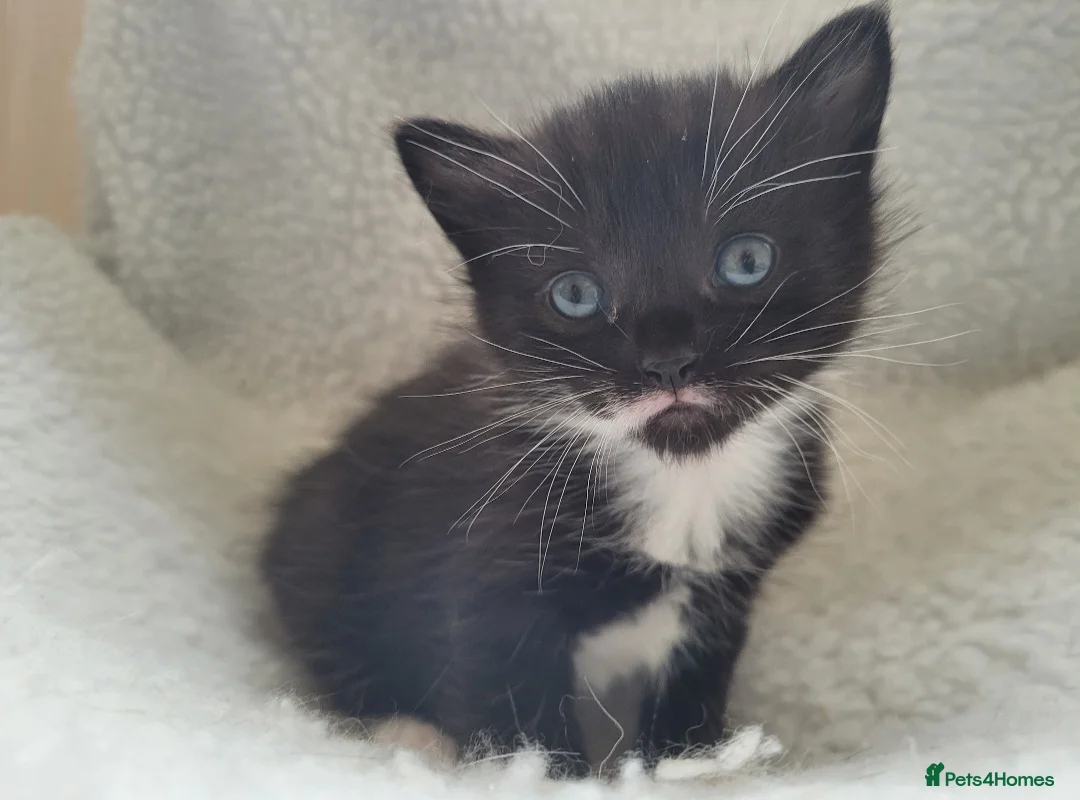 Mixed Breed cats for sale: Ready to leave 2 beautiful kittens left - Advert 19