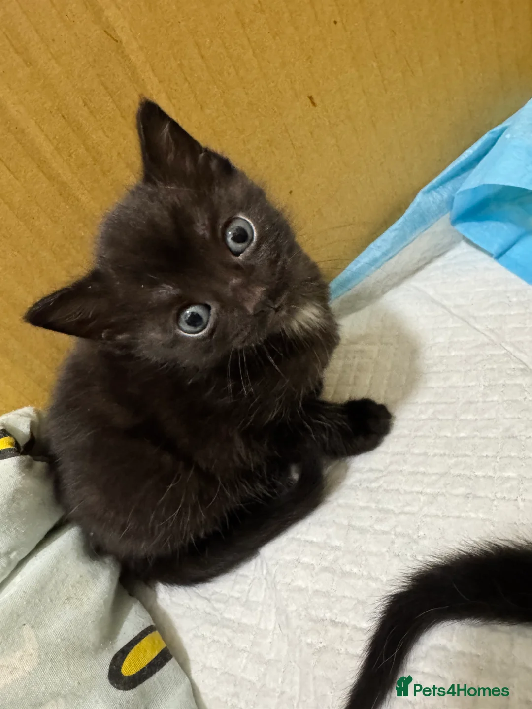 Domestic Shorthair cats for sale: Kittens  - Advert 5