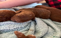 Labradoodle dogs for sale: Labradoodles for sale  - Image 5