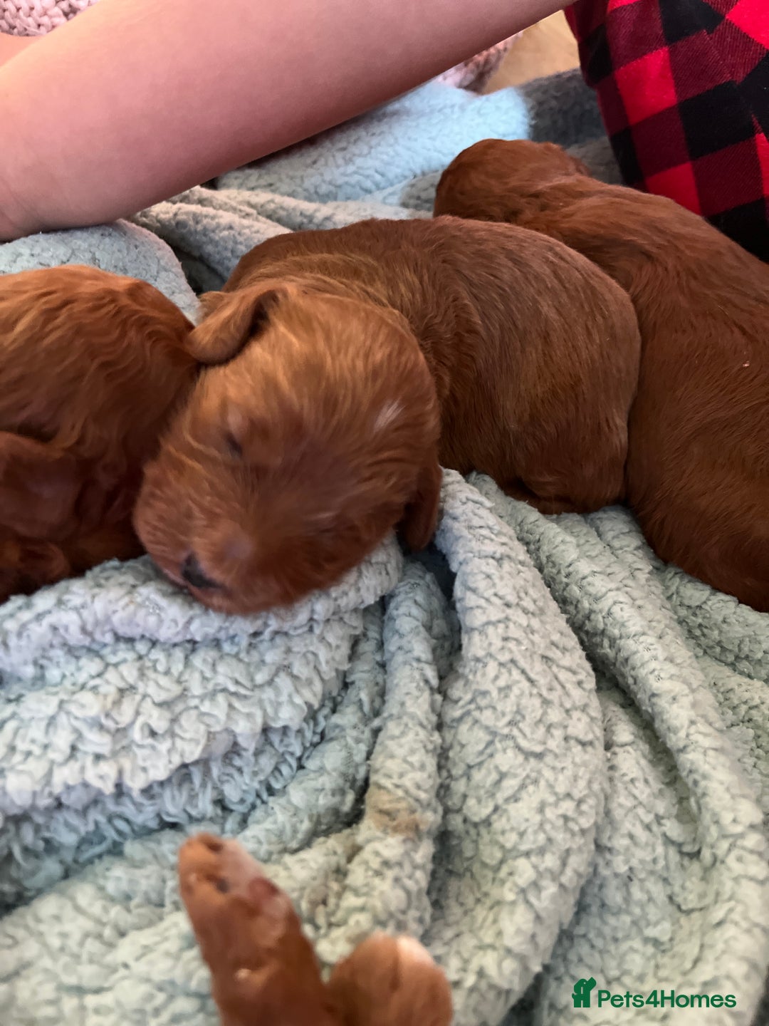 Labradoodle dogs for sale: Labradoodles for sale  - Image 5