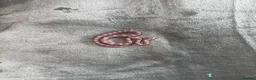 Corn Snake reptiles for sale: Baby Corn Snakes of various colours. in Hastings - Advert 4