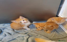 Balinese cats for sale: 6 buteful cats searching for homes. - Image 3