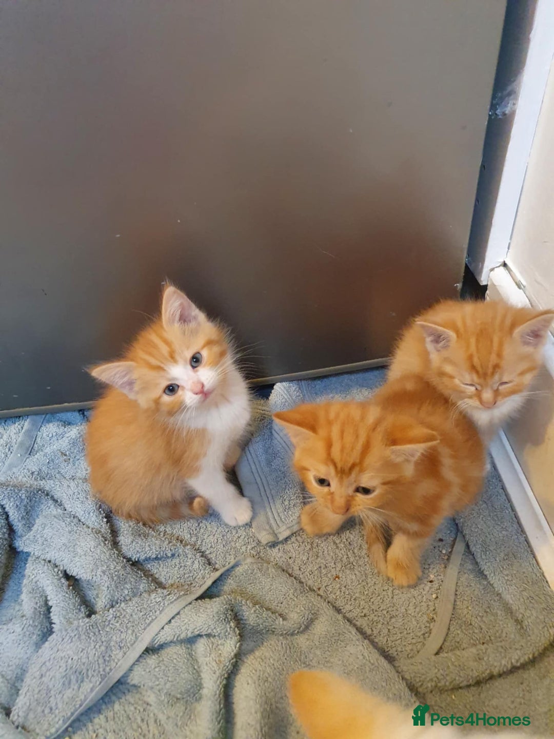 Balinese cats for sale: 6 buteful cats searching for homes. - Image 3