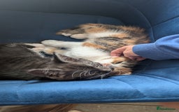 Maine Coon cats for sale: 😽 Cuddly Maine coon kittens 😽 in Preston - Image 34
