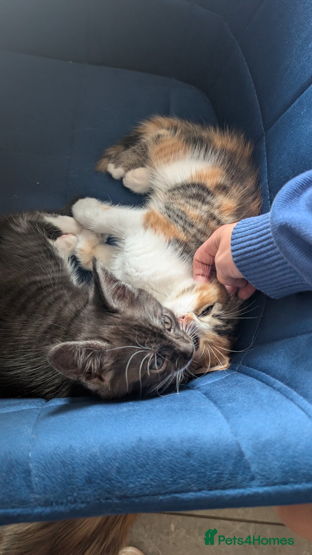 Maine Coon cats for sale: 😽 Cuddly Maine coon kittens 😽 in Preston - Image 34