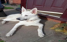 Shepsky dogs for sale: Bear shepsky  looking for his perfect home - Image 2
