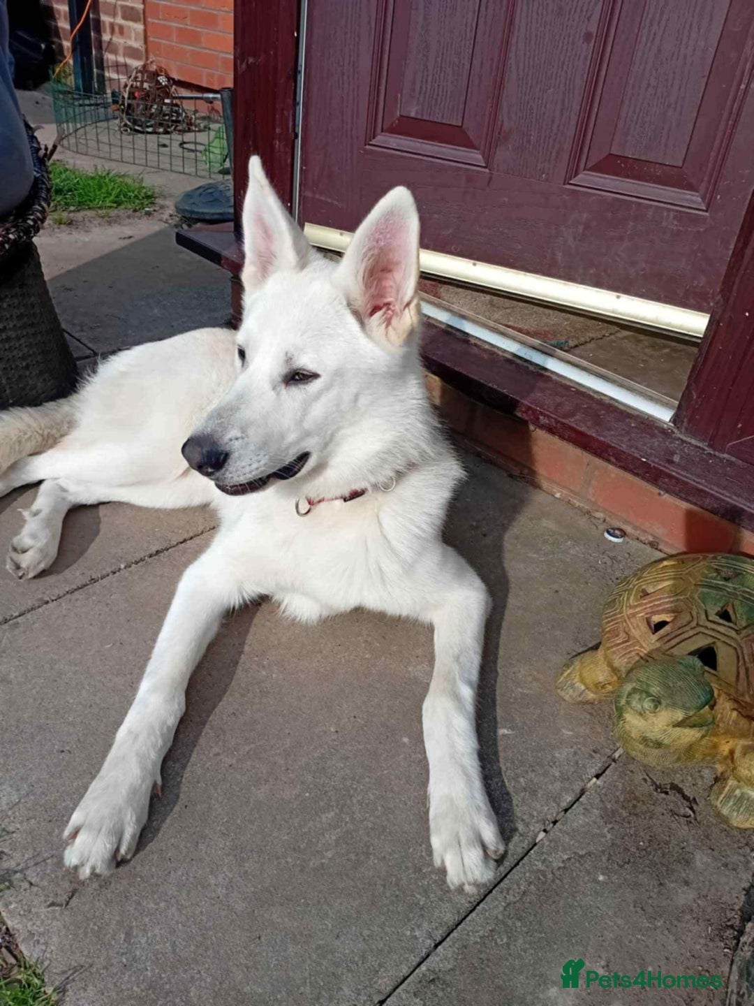 Shepsky dogs for sale: Bear shepsky  looking for his perfect home - Image 2