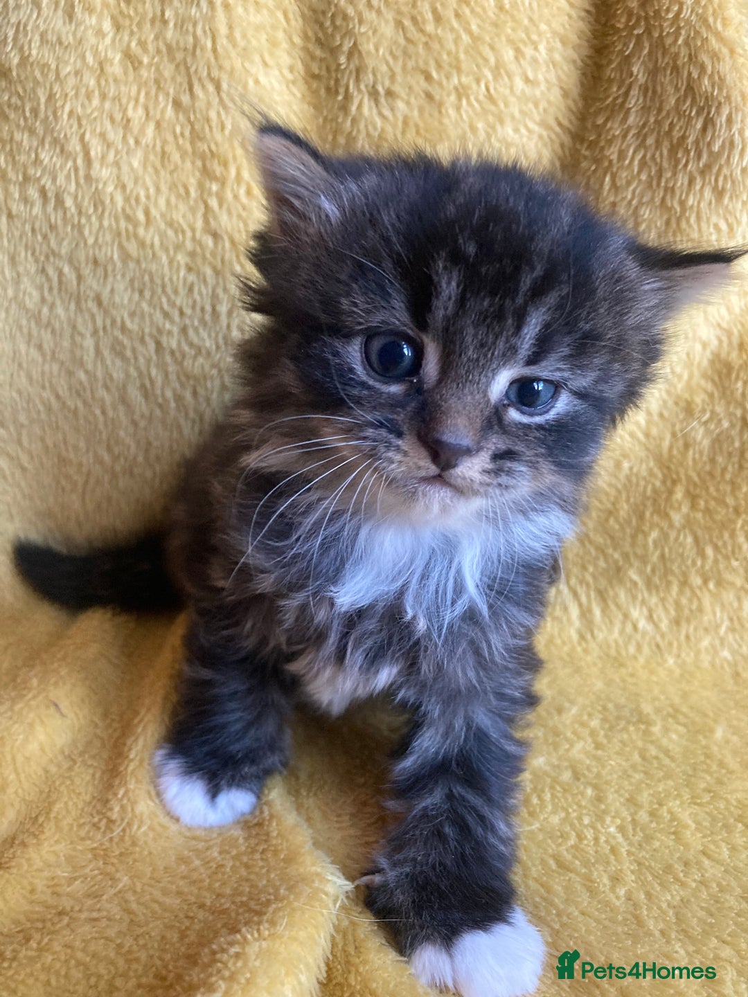 Maine Coon cats for sale: Maine coon  - Advert 11