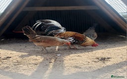 Chickens poultry for sale: Quad of Dom American Game Birds - Image 5