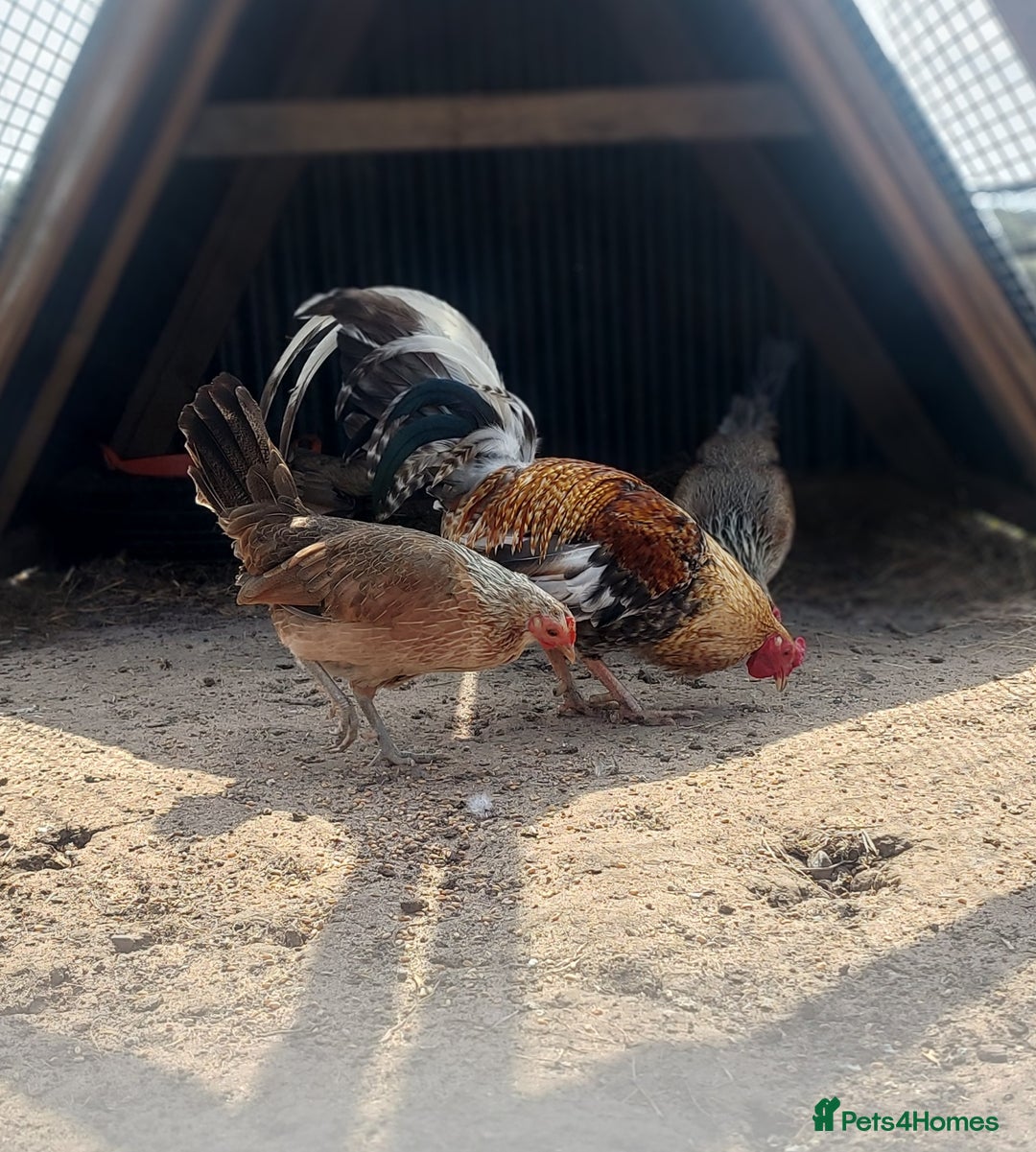Chickens poultry for sale: Quad of Dom American Game Birds - Image 5