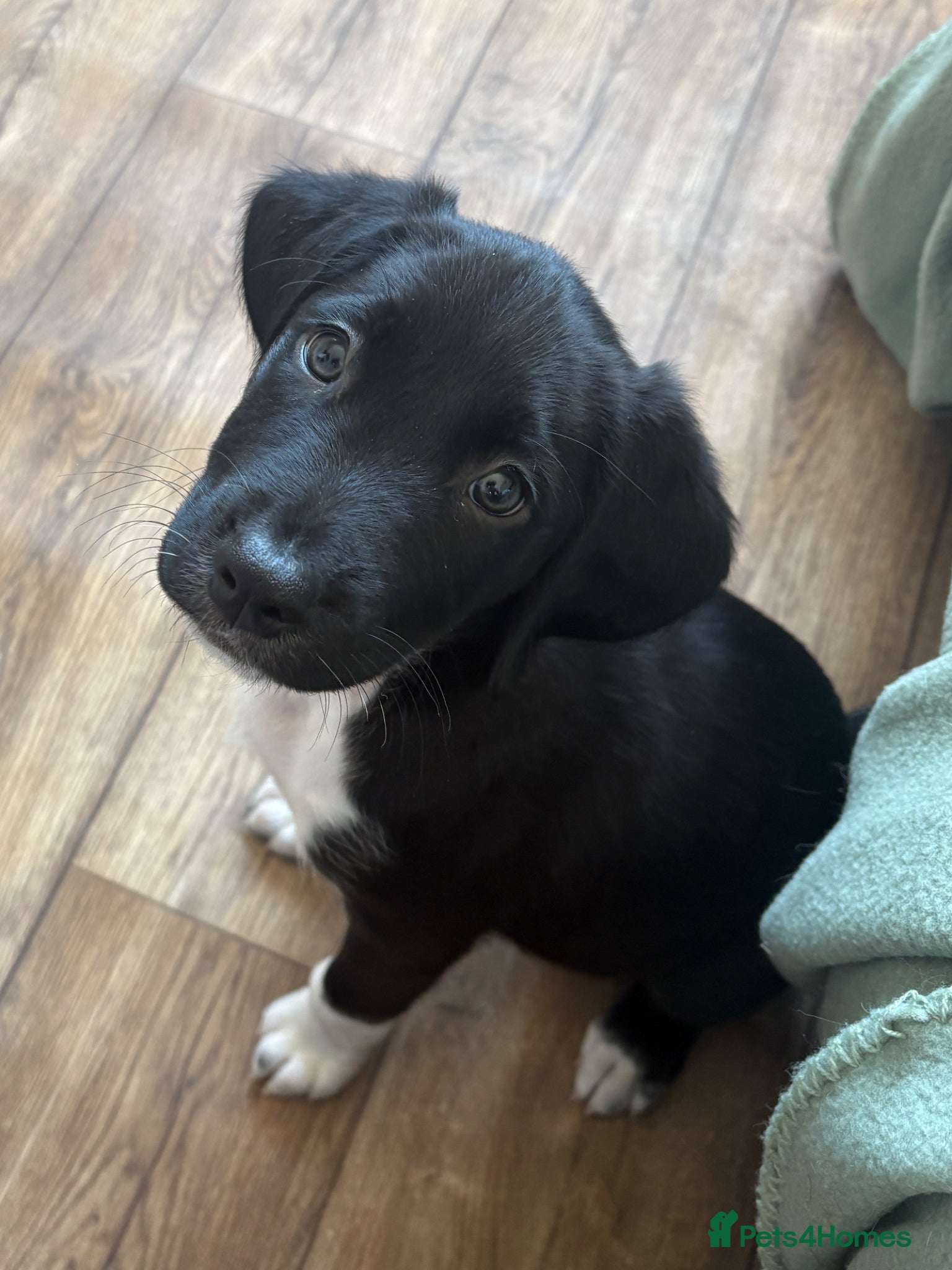 Mixed Breed dogs Last Spangold puppy ready to go - Advert 9