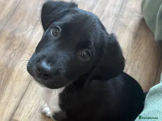 Mixed Breed dogs Last Spangold puppy ready to go - Advert 9