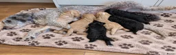 Sheepadoodle dogs for sale: Sheepadoddle Puppies  - Advert 7