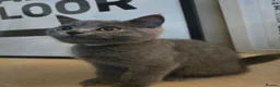 British Shorthair cats for sale: Purebred British Shorthair Kittens - 2 left! - Advert 2