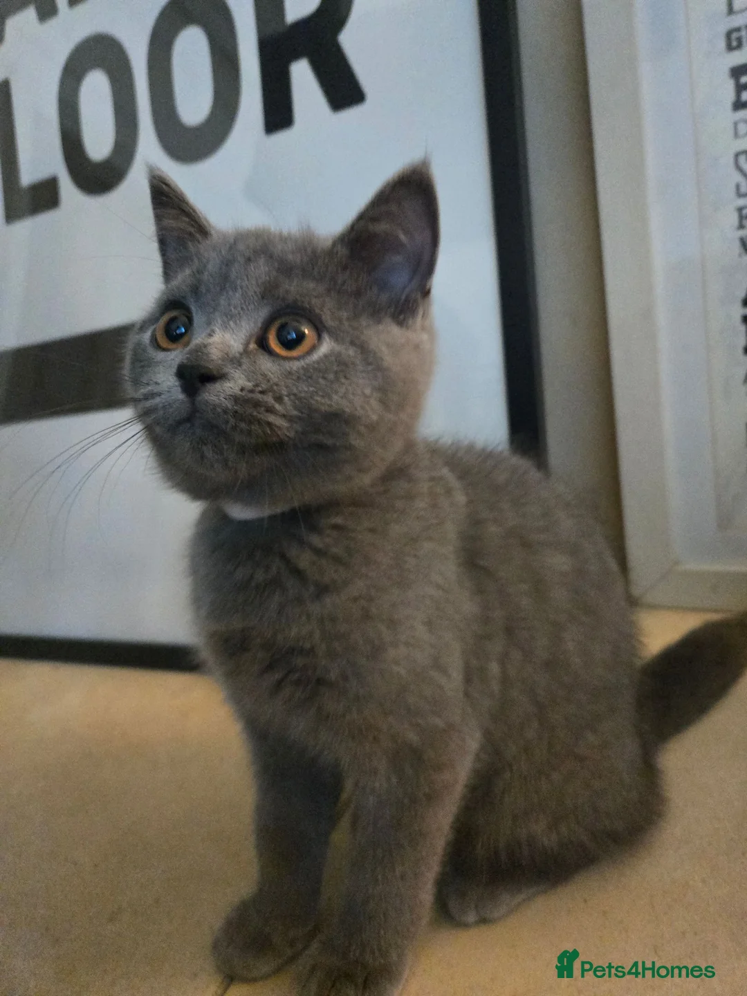 British Shorthair cats for sale: Purebred British Shorthair Kittens - 2 left! - Advert 2