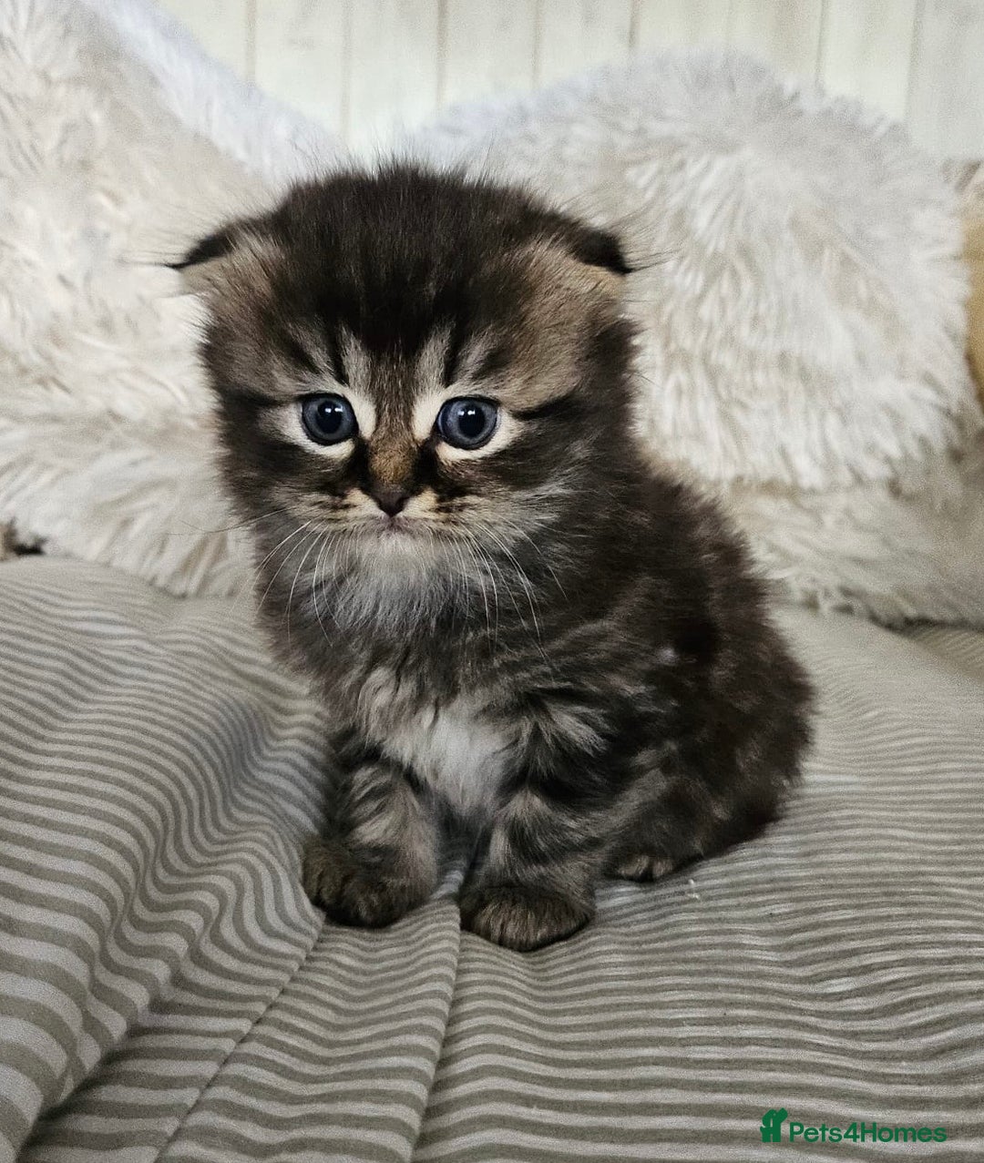 Mixed Breed cats for sale: British Shorthair blue x Siberian  - Image 2