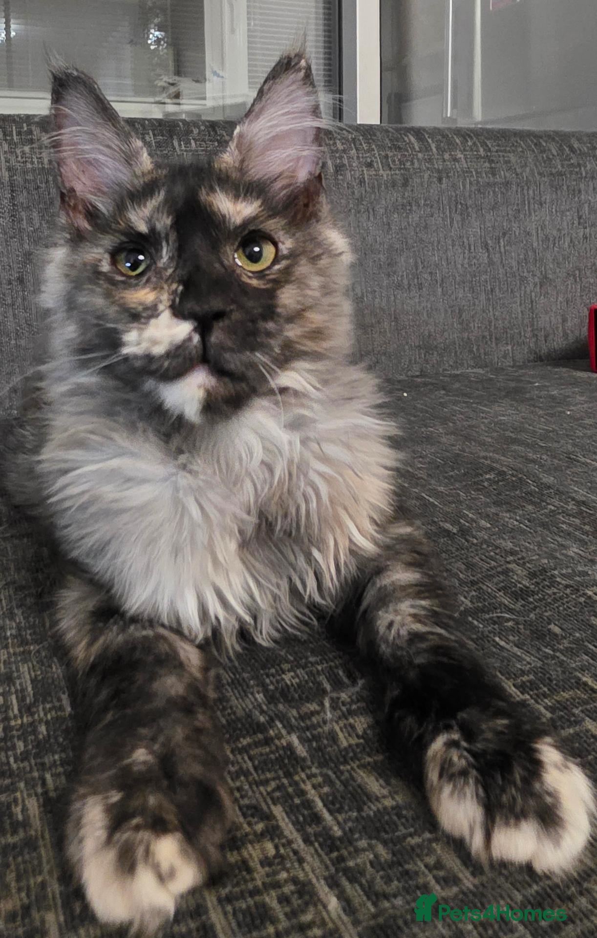 Maine Coon cats TICA Maine Coon Kittens | Russian Bloodlines - Advert 1