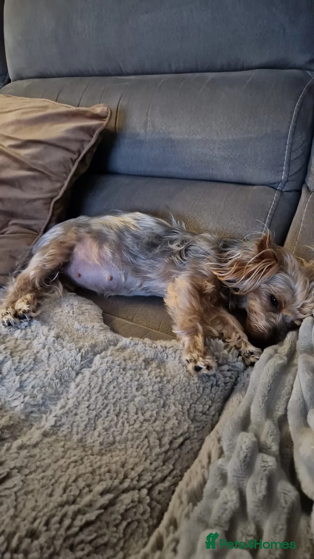 Yorkshire Terrier dogs for stud:  Pedigree Yorkshire terrier for stud  in Hull - Advert 16