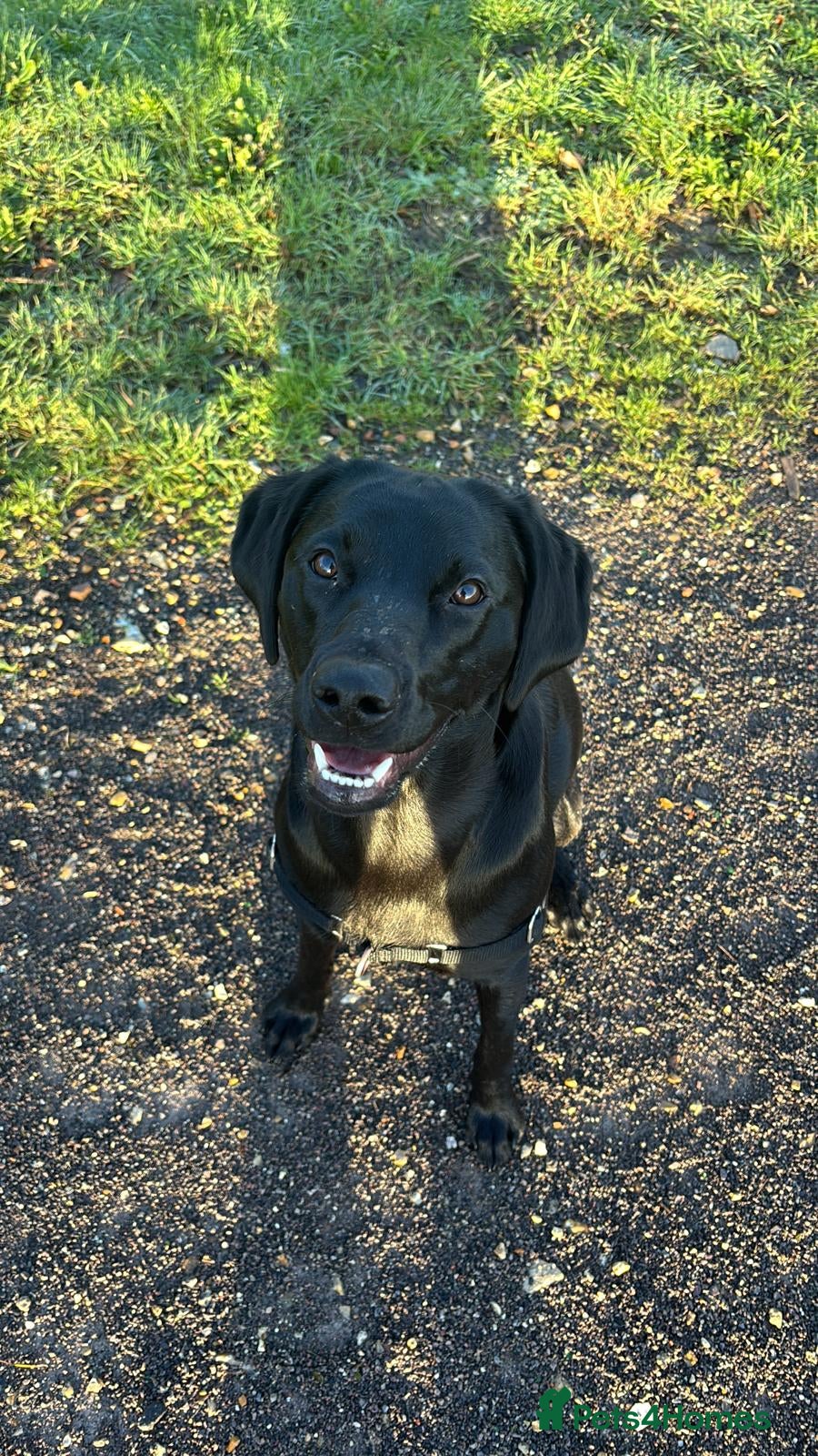 Labrador Retriever dogs Female Labrador retriever  - Advert 1
