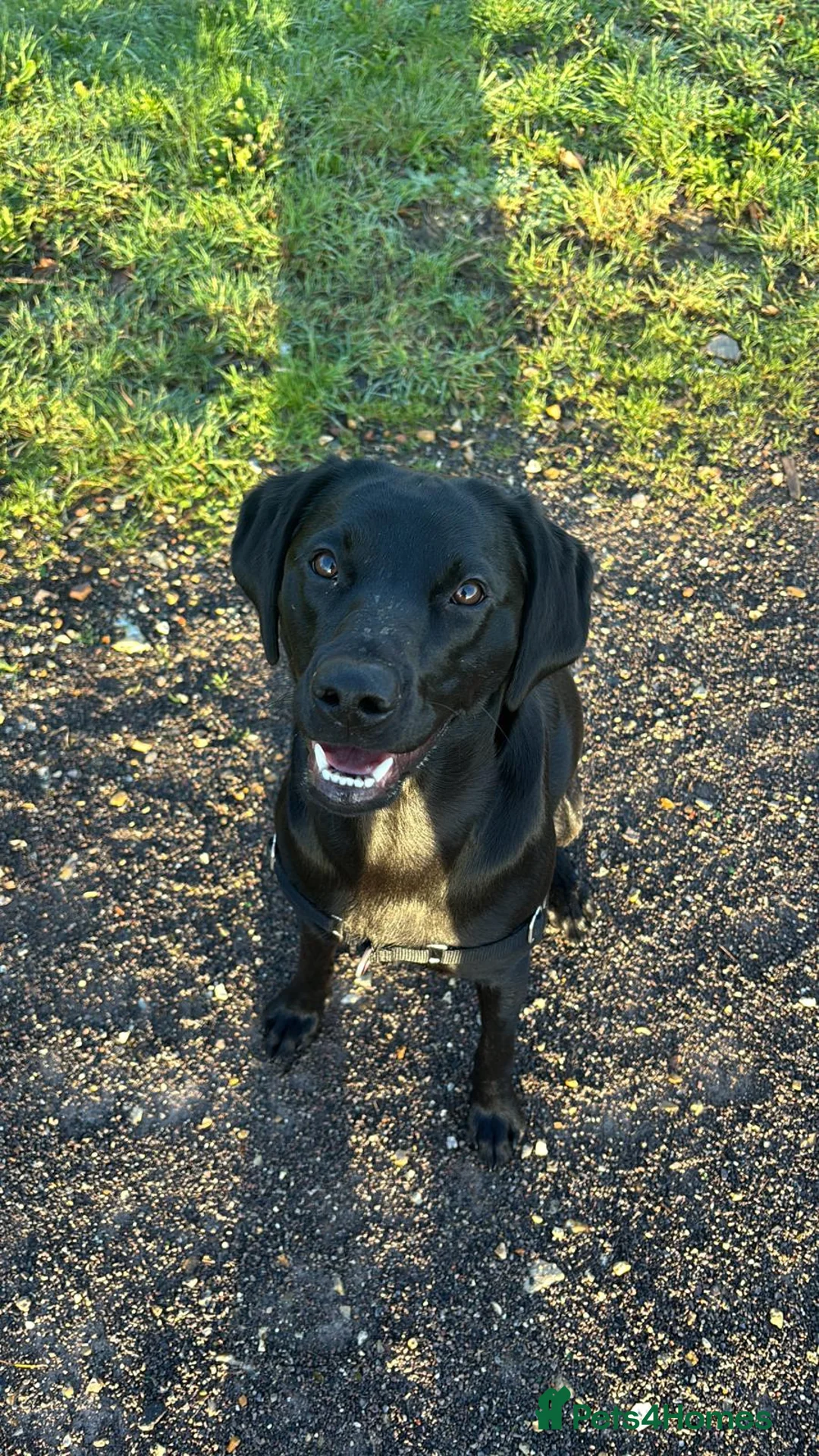 Labrador Retriever dogs for sale: Female Labrador retriever  - Advert 1