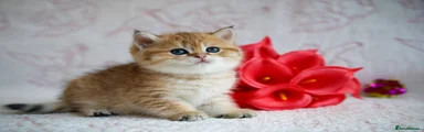 British Shorthair 2