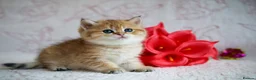 British Shorthair cats for sale: British shorthair available 🦁 - Advert 15