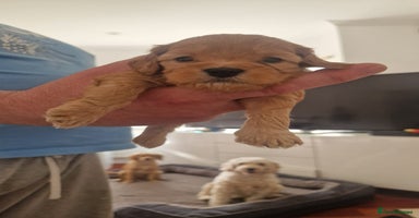Cockapoo dogs - Advert 3