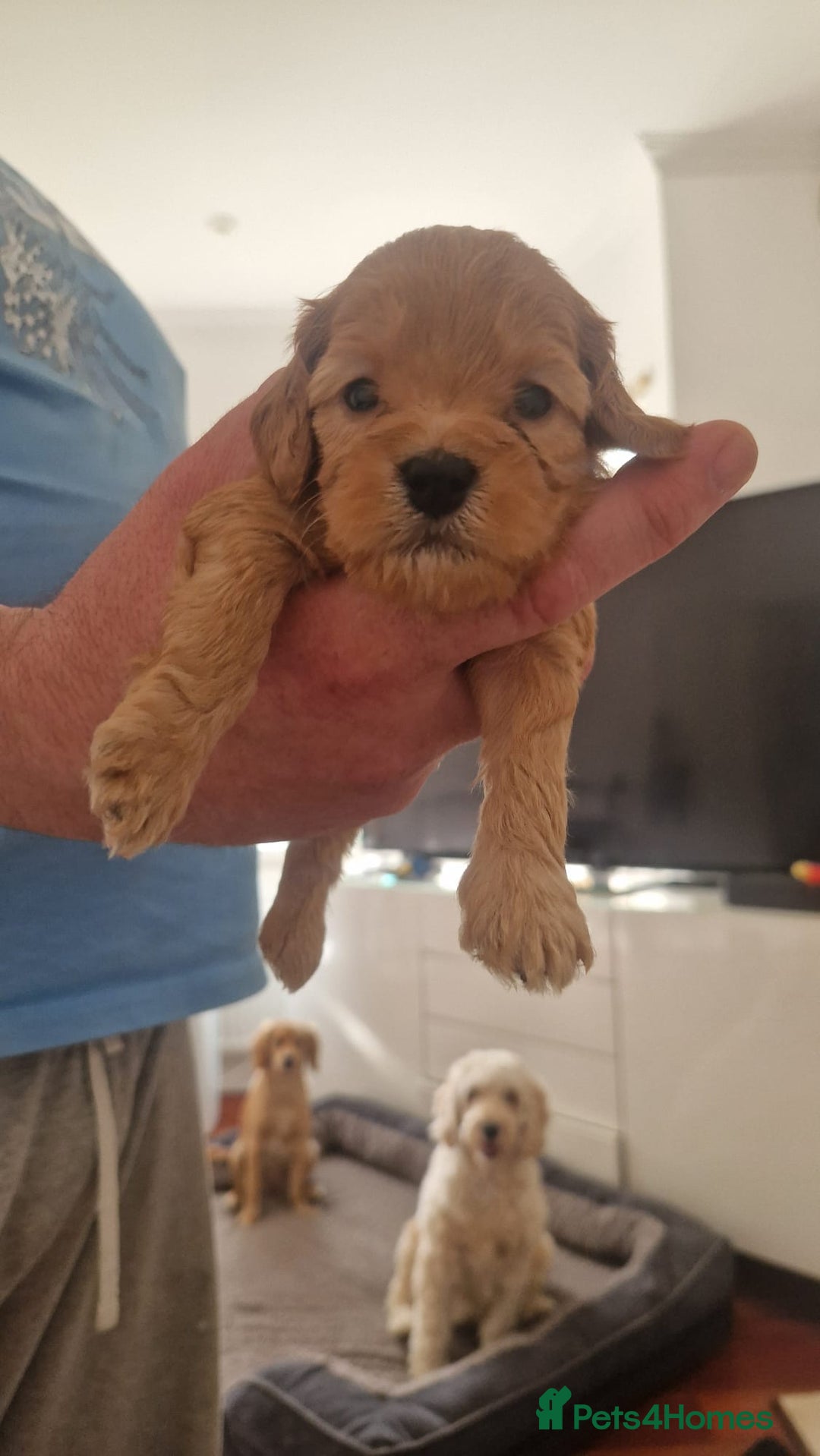 Cockapoo dogs for sale: Adorable cockapoo puppies for sale  - Image 2