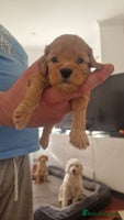 Cockapoo dogs - Advert 6