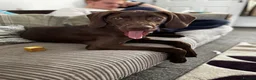 Weimaraner dogs for sale: Weimaraner 4 months old  - Advert 3