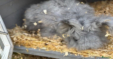 Angora rabbits - Advert 2