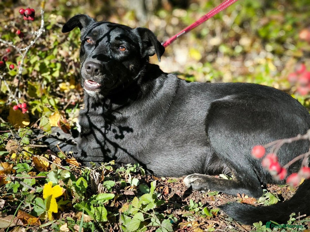 Mixed Breed dogs for adoption: 💖🐶 BLACKY 🐶💖 - Advert 29