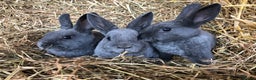 Rex rabbits for sale: Beautiful Pure Breed Velvet Mini Rex babies 🐰  - Advert 1