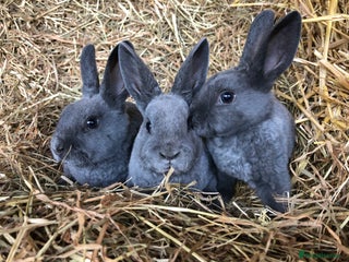 Rex rabbits Beautiful Pure Breed Velvet Mini Rex babies 🐰 - Advert 18