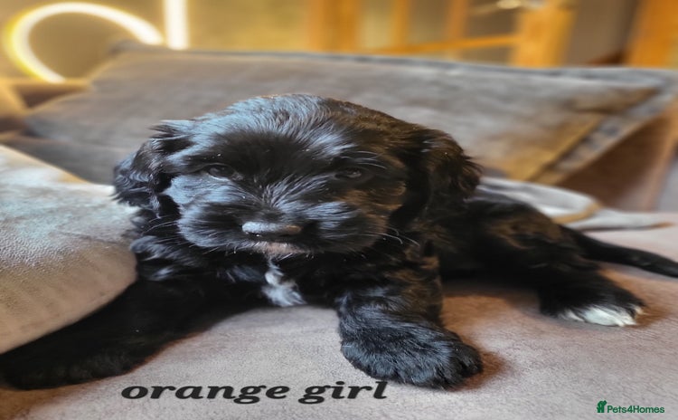 Sproodle dogs - Advert 1