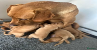 Labrador Retriever dogs - Advert 3
