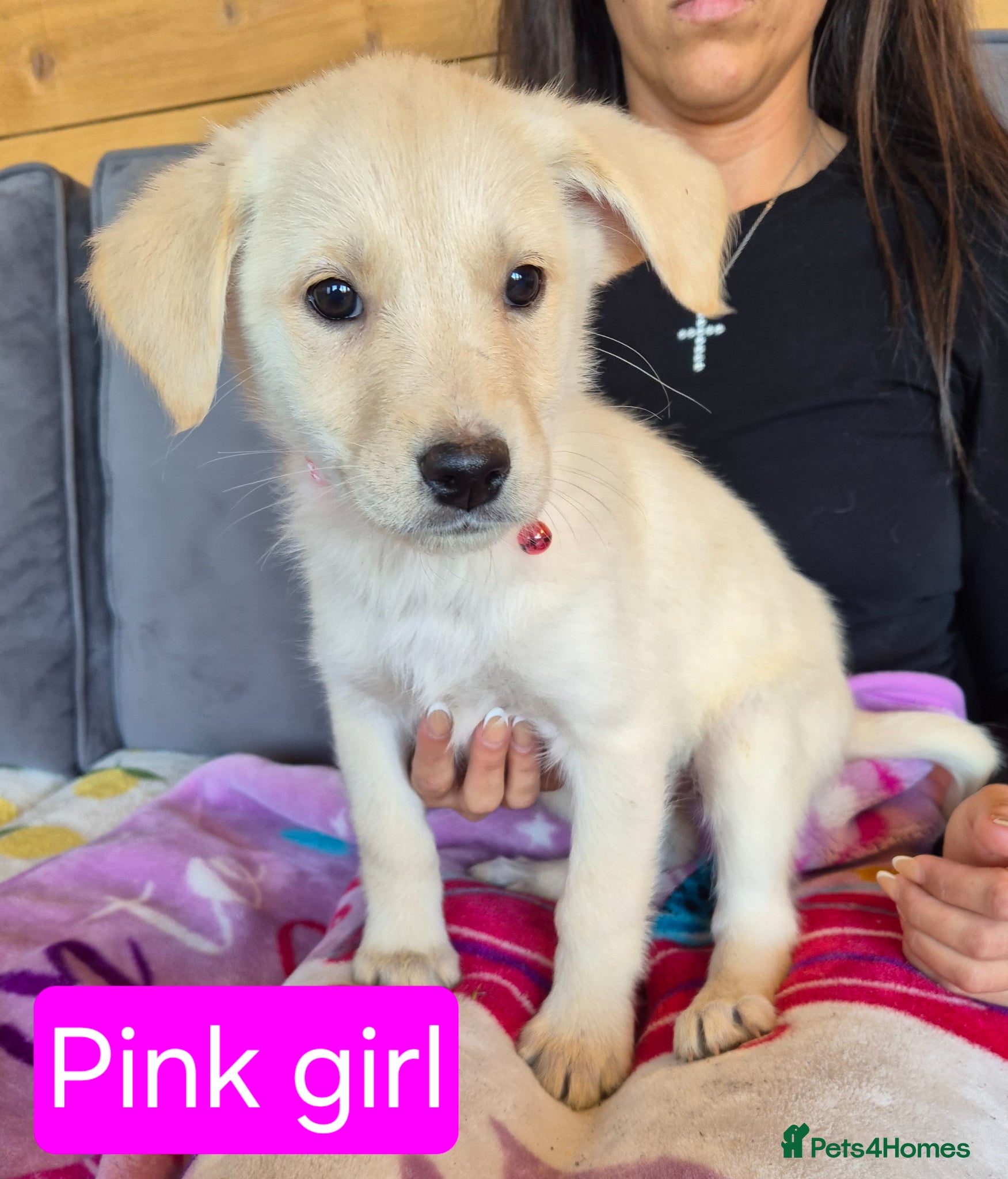 Golden Shepherd dogs Golden retriever/ german shepherd  puppies - Advert 2
