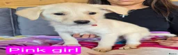 Golden Shepherd dogs for sale: Golden retriever/ german shepherd  puppies - Advert 2