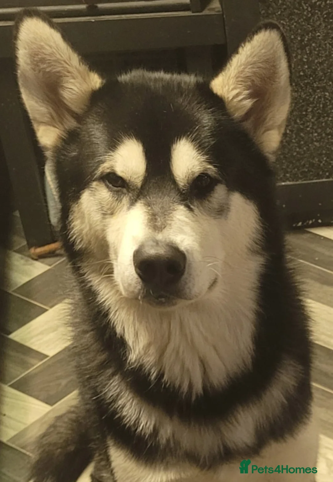 Alaskan Malamute dogs for stud: "Proven" Alaskan malamute for stud  in Sheffield - Advert 5