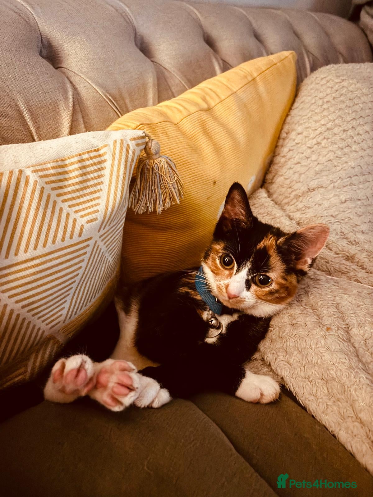 Mixed Breed cats Gorgeous Puss Puss looking for her forever home! - Advert 1