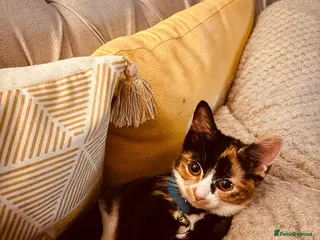 Mixed Breed cats Gorgeous Puss Puss looking for her forever home! - Advert 1