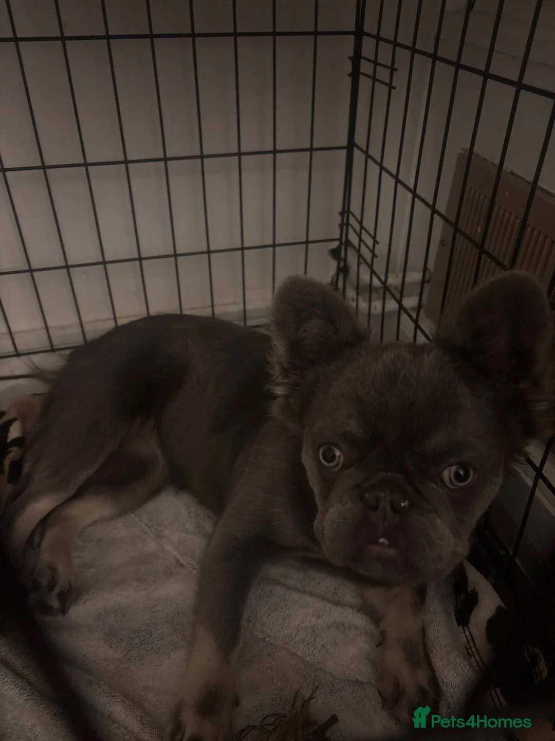 French Bulldog dogs for sale: Fluffy French bulldog  - Advert 2
