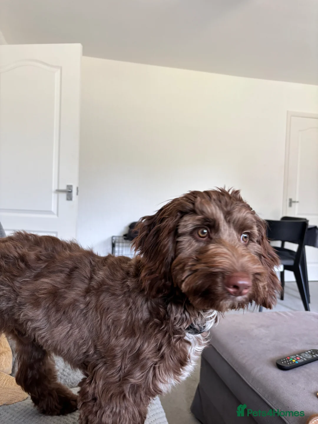 Cockapoo dogs for sale: Little Bo cockapoo  - Advert 3