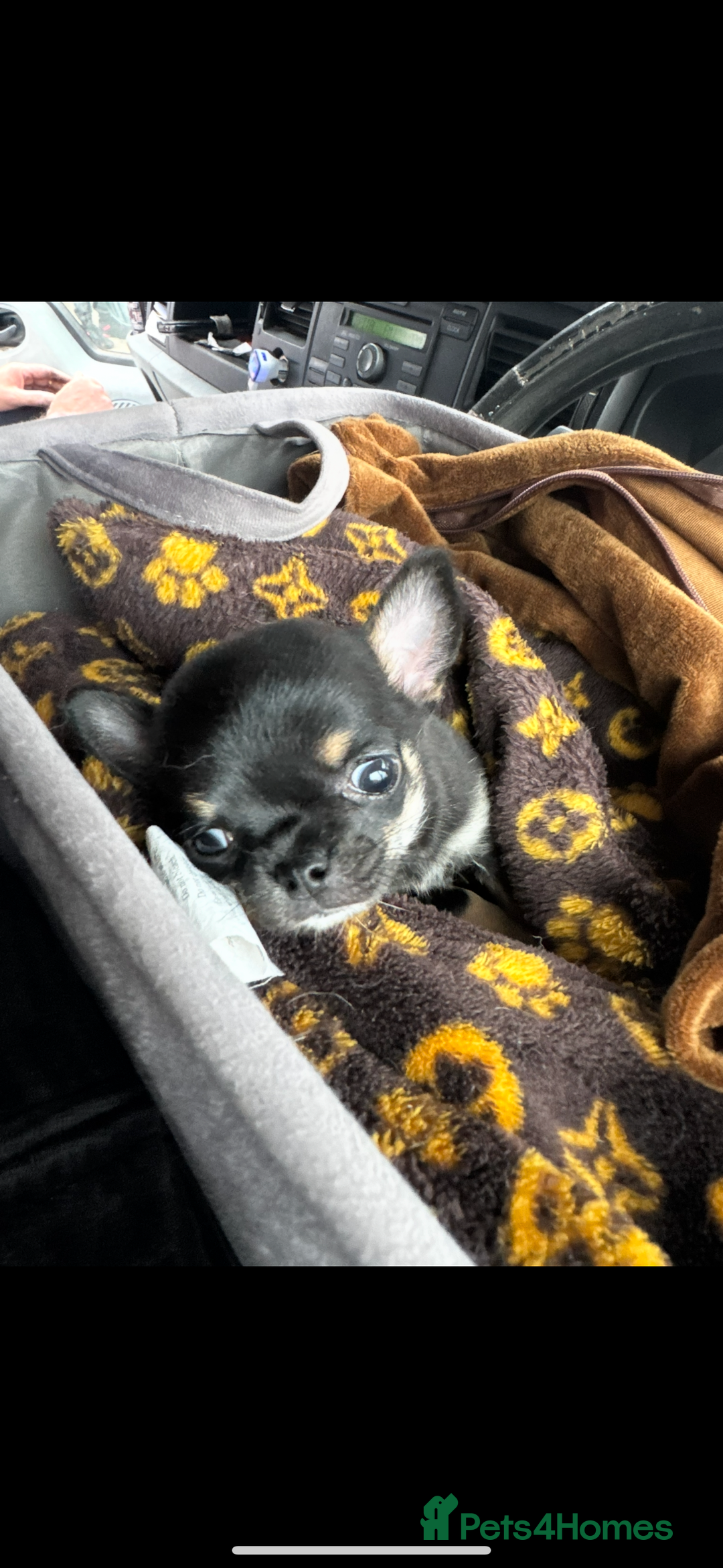 Chihuahua dogs for sale: Extra small tiny ** baby ❤️❤️ - Image 1