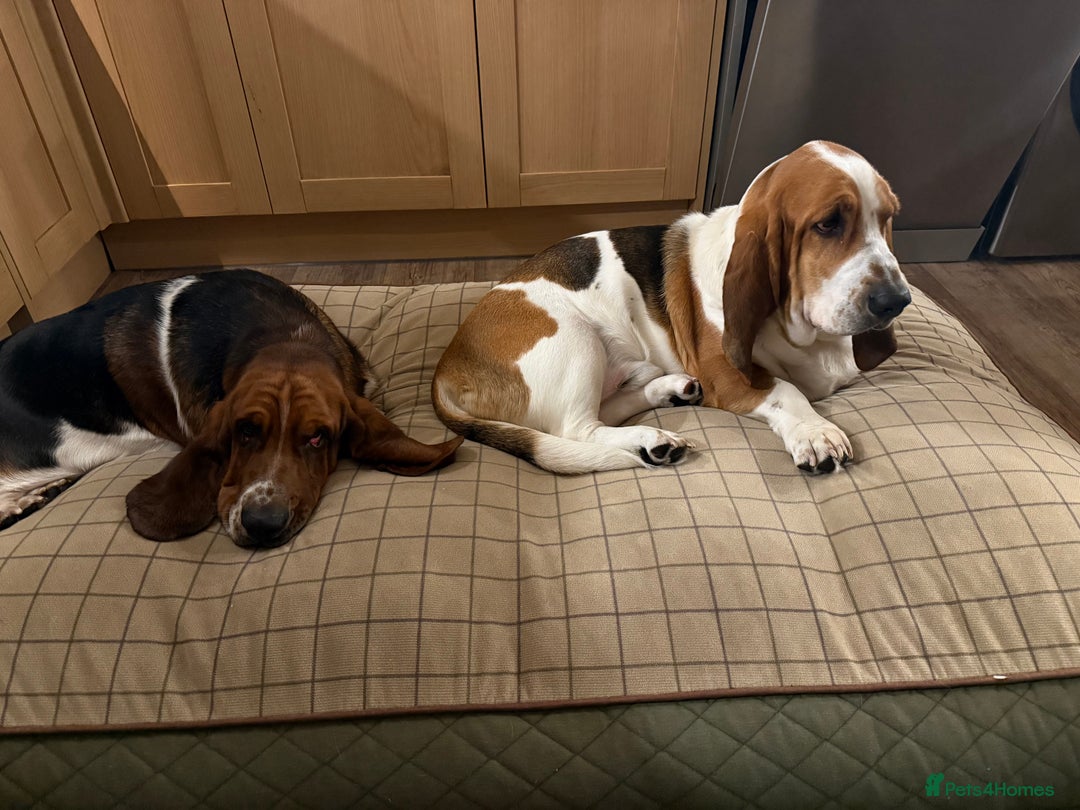 Basset Hound dogs for sale: 2 brothers need a new home :(  - Image 5