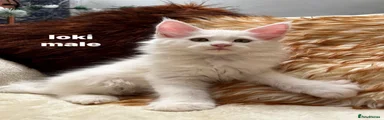 loki 🤍