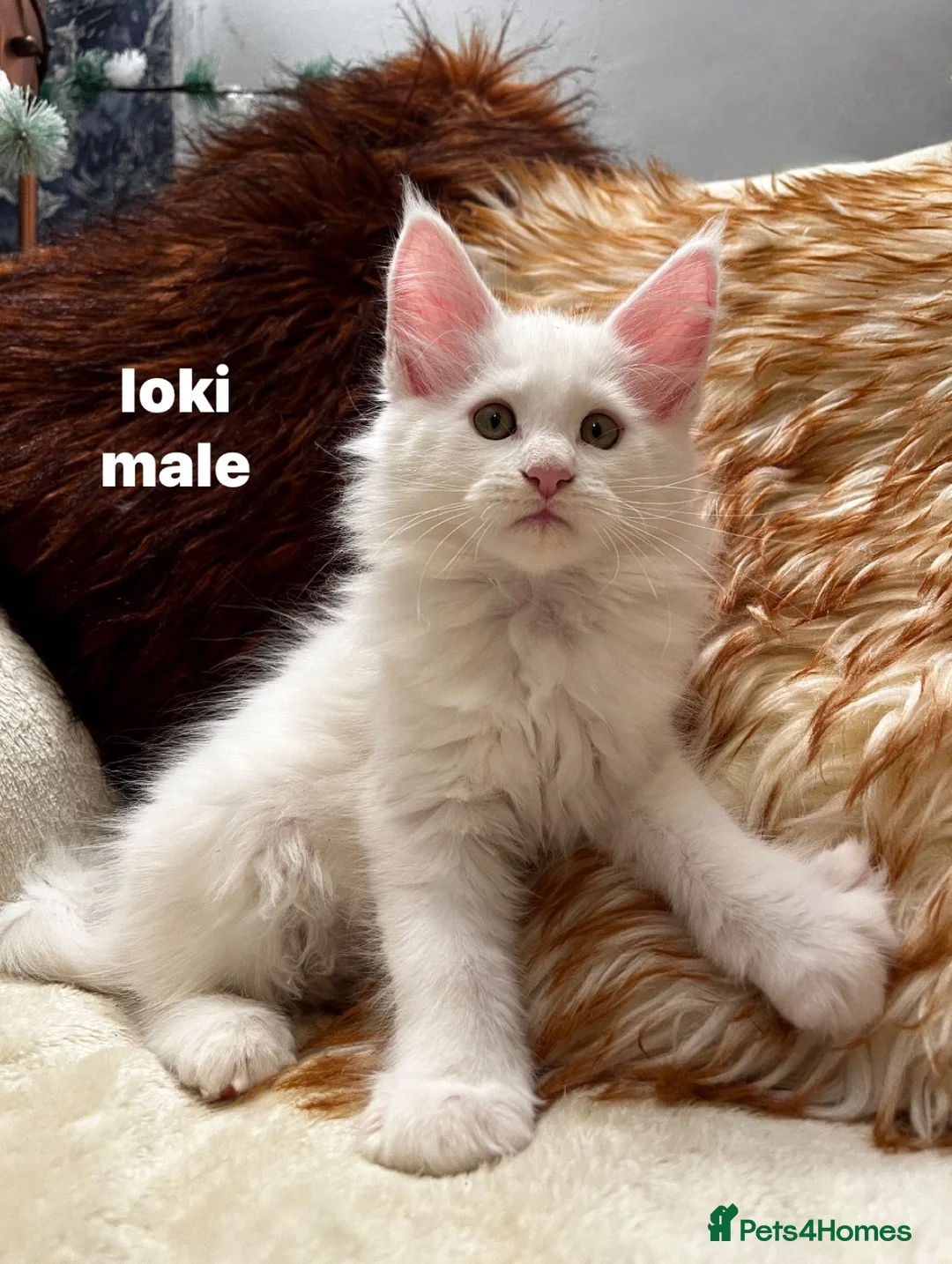 Maine Coon cats for sale: beautiful kittens for sale😍 - Advert 2